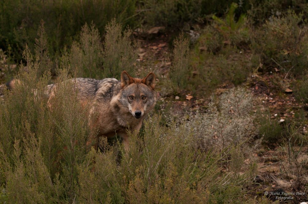 GNR investiga morte de lobo-ibérico em Montalegre