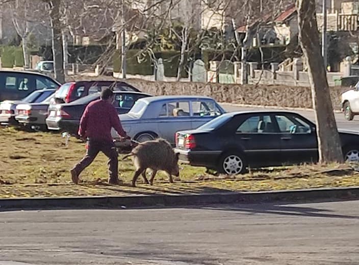 Homem passeia javali em Montalegre