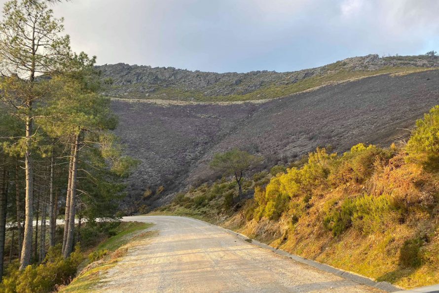 Vila Real aplica 500 mil euros para tornar floresta mais resiliente