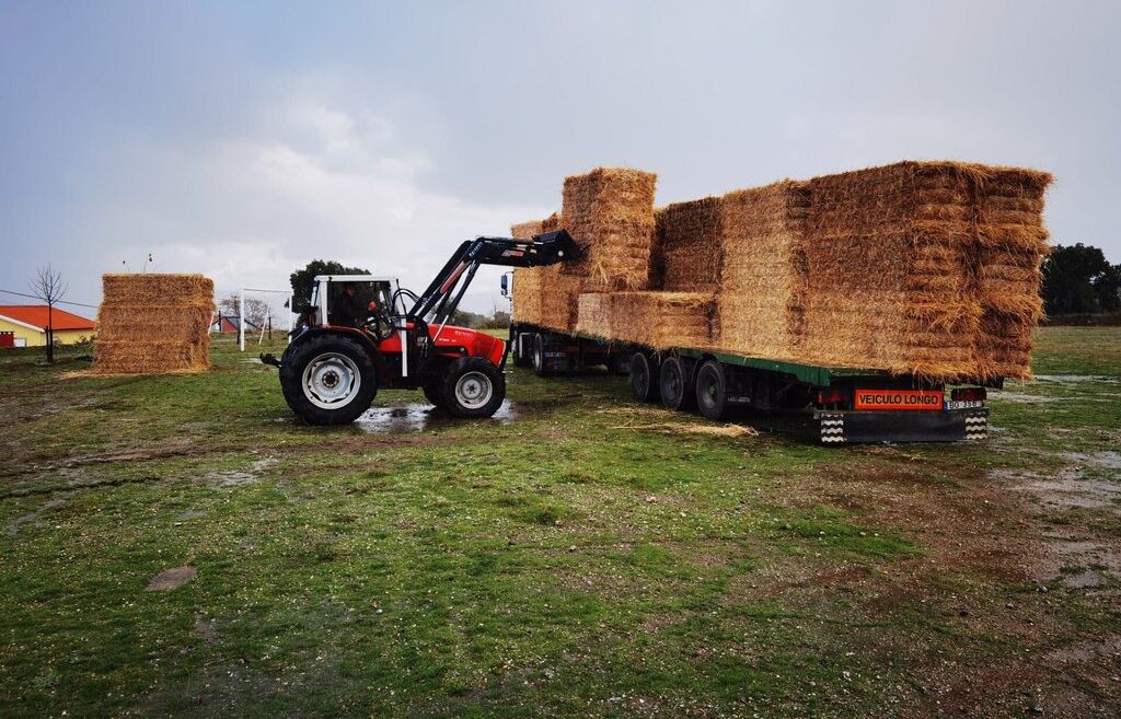 Moncorvo distribui alimento para gado a produtores afetados pelos incendios