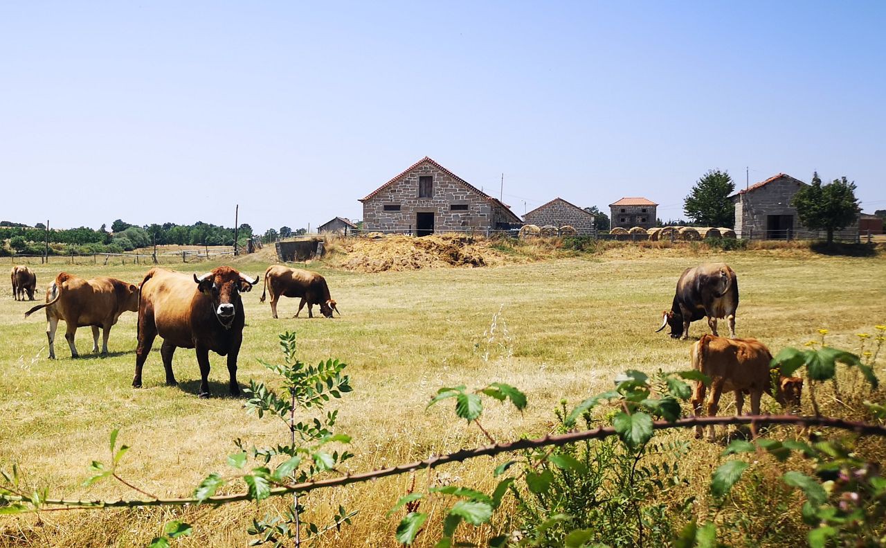 Posto Zootécnico em Miranda do Douro cedido a produtores de raças autóctones