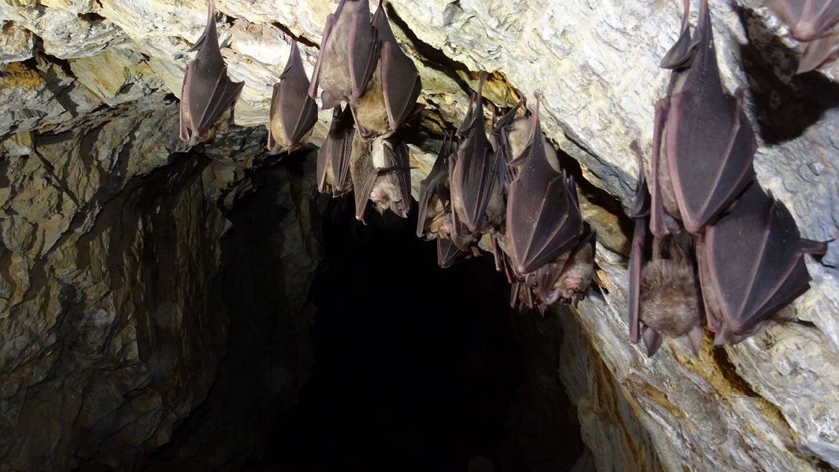 UTAD lidera consórcio que vai avaliar estado de conservação dos morcegos