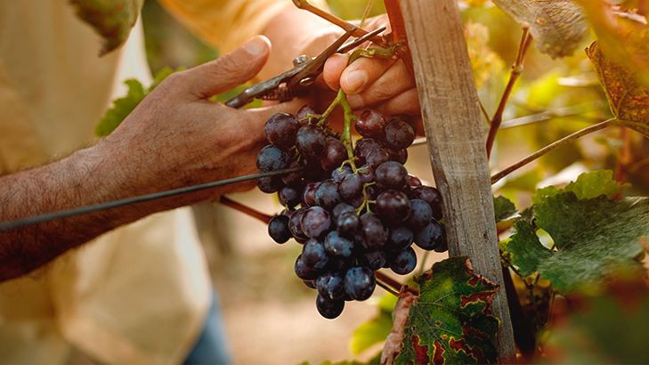 Planalto Mirandês espera quebras de 20% na produção de uvas
