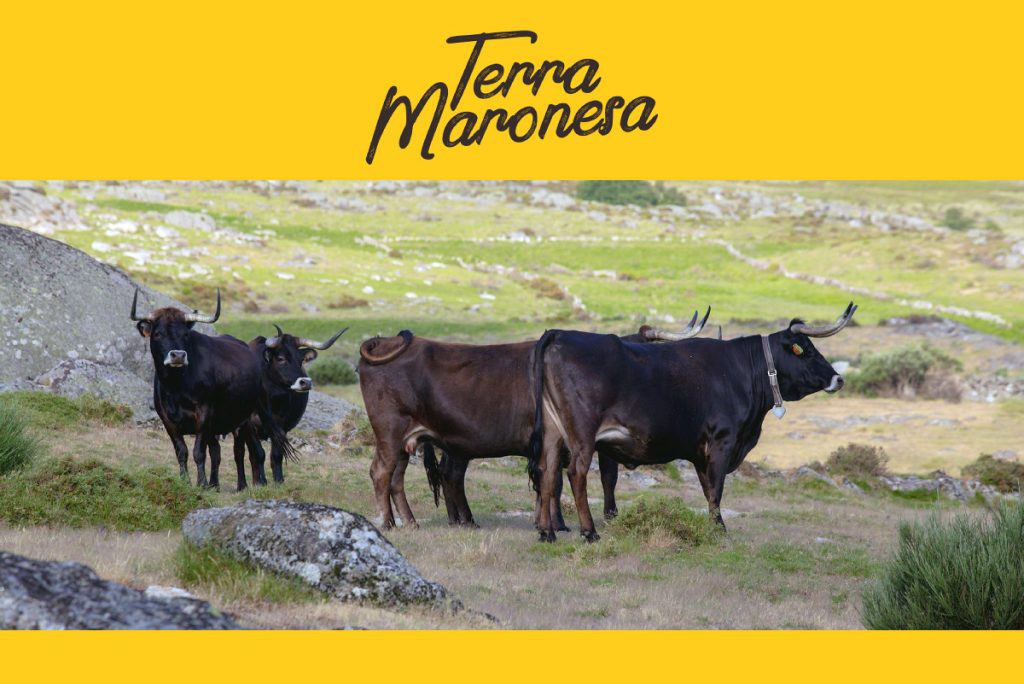 Terra Maronesa lança campanha de promoção “É cá em cima”