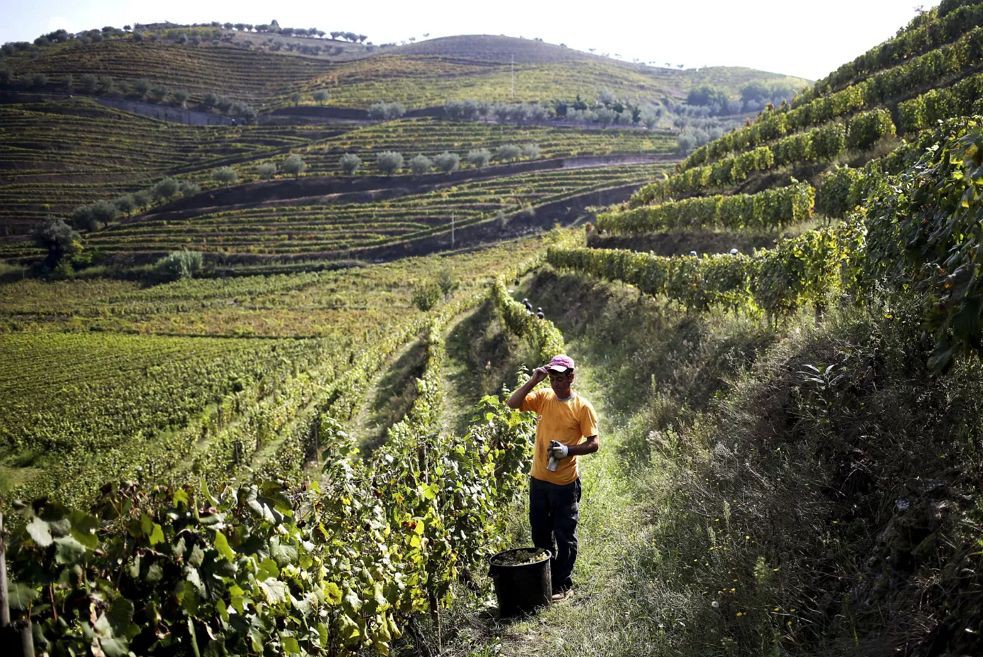 Douro inicia vindimas e estima quebra de produção de 20%