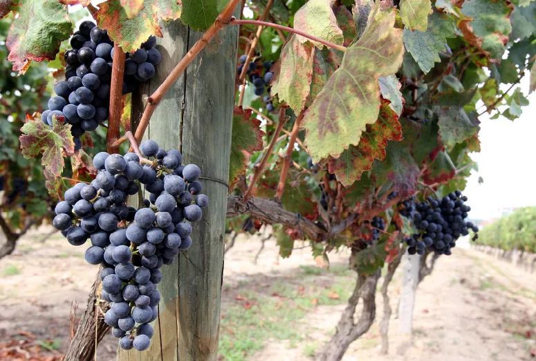 Granizo provocou estragos em vinhas de Carrazedo de Montenegro