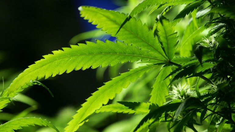 Zanga de casal revela cultivo de cannabis