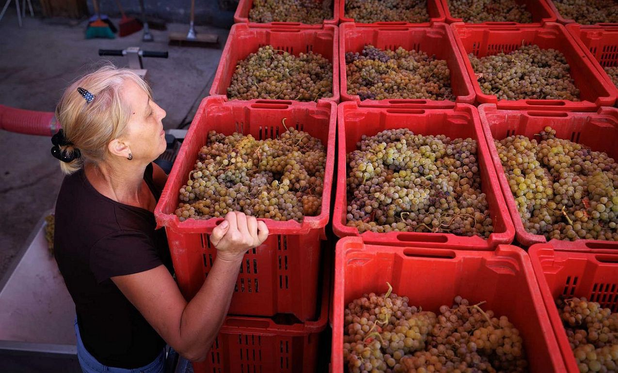 Vindima no Douro mais cedo para salvar uva  da seca e do calor
