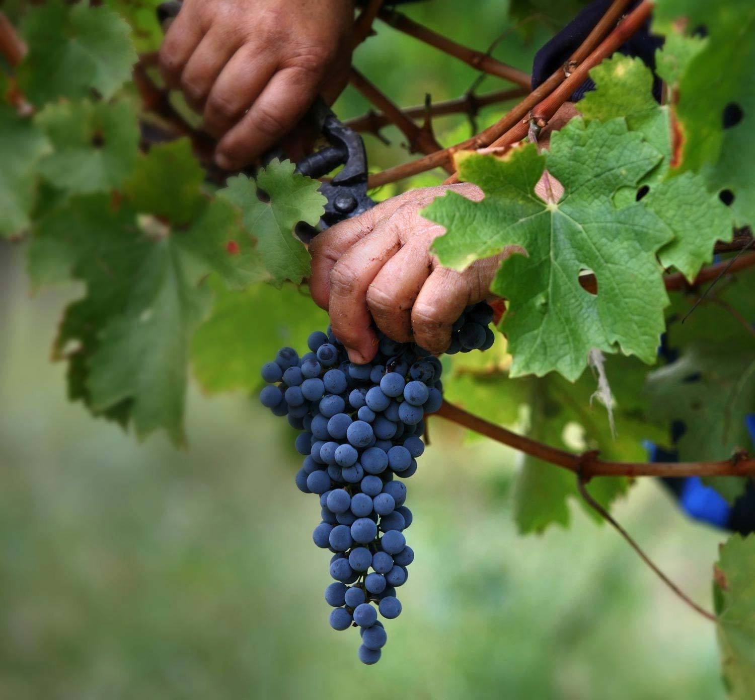 Prodouro considera que fica "aquém" benefício de 102.000 pipas para vinho do Porto