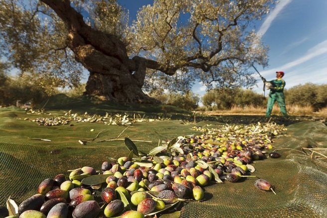 Setor reclama apoios diferenciados para olival tradicional de Trás-os-Montes