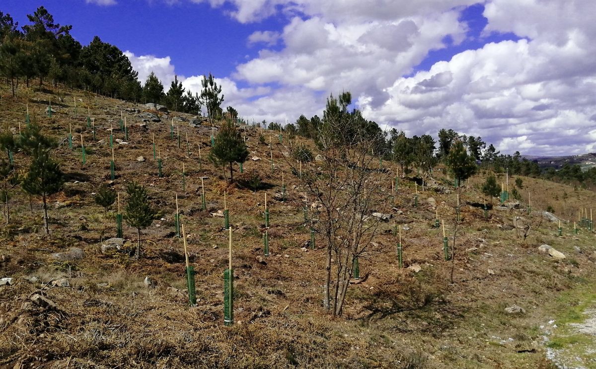 Iberdrola refloresta 1.000 hectares e contribui para recuperar áreas ardidas