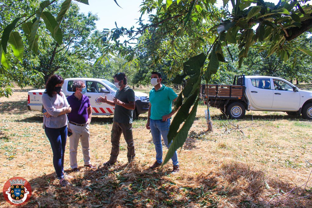 Queda de granizo causa estragos em vinhas, olivais e castanheiros em Valpaços