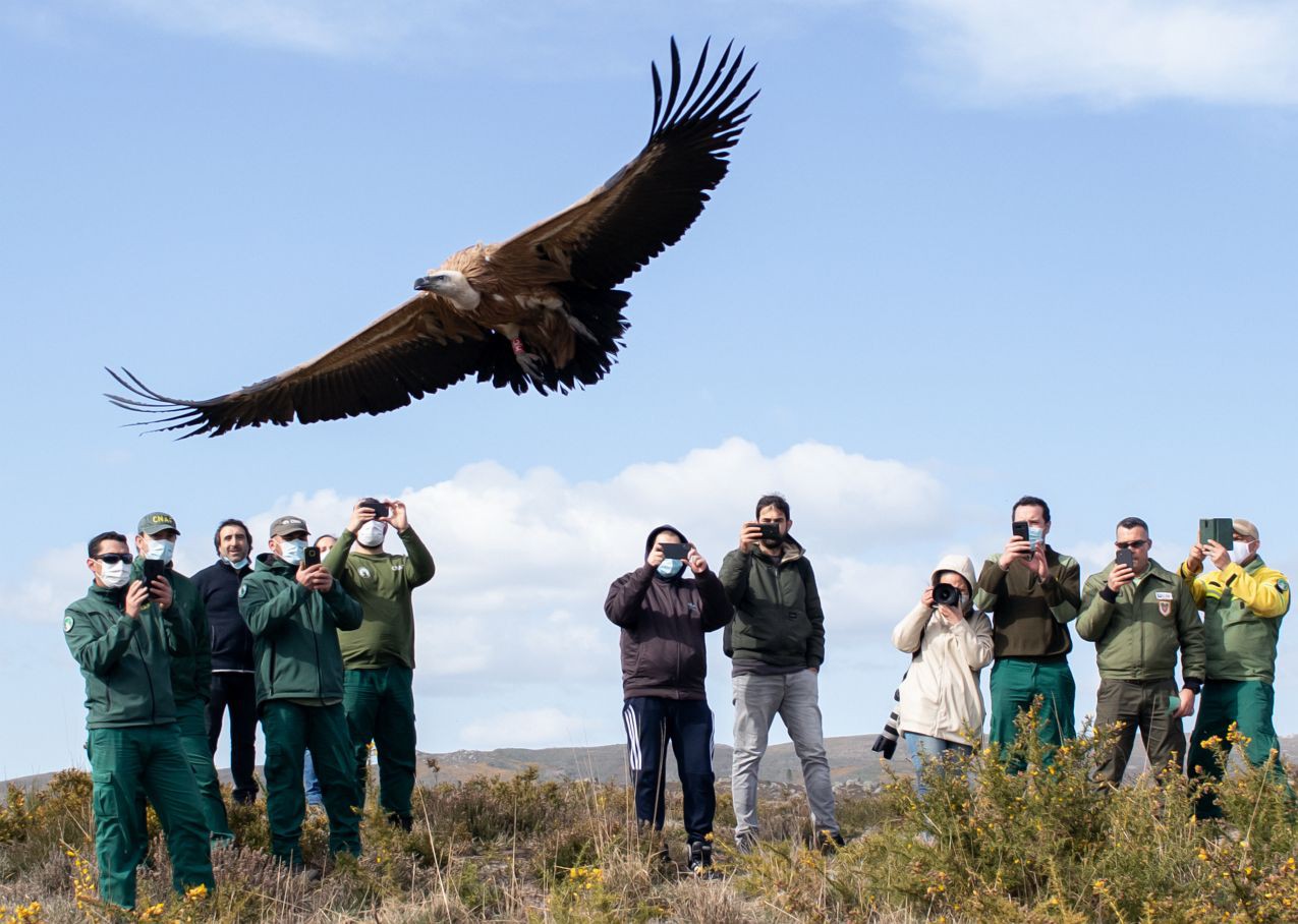 Grifo e milhafre-real serão devolvidos à natureza pela Palombar no Douro Internacional