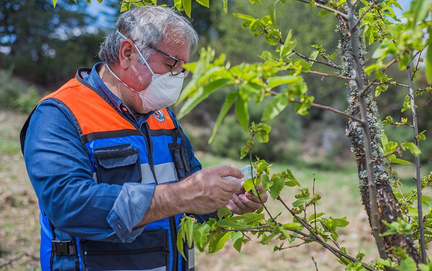 Largadas de parasitoides para combate à vespa das galhas do castanheiro