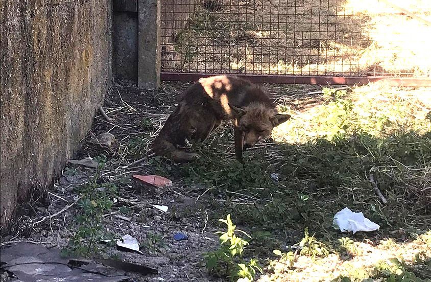 GNR recupera raposa vermelha que apresentava vários ferimentos