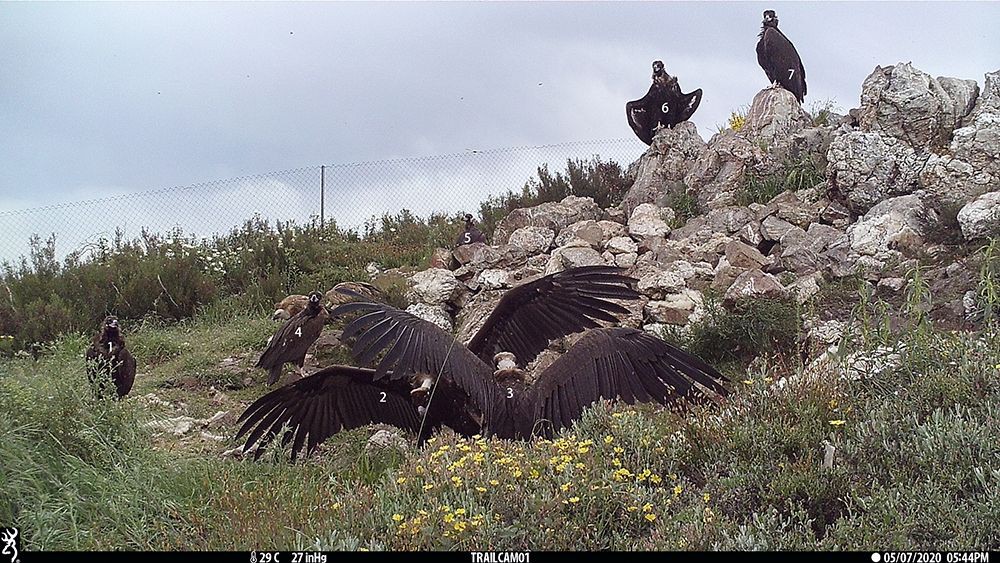 Registado recorde de abutres-pretos no Douro Internacional