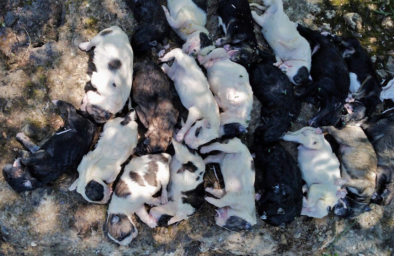 Vinte cães recém-nascidos encontrados mortos dentro de um saco em Gimonde