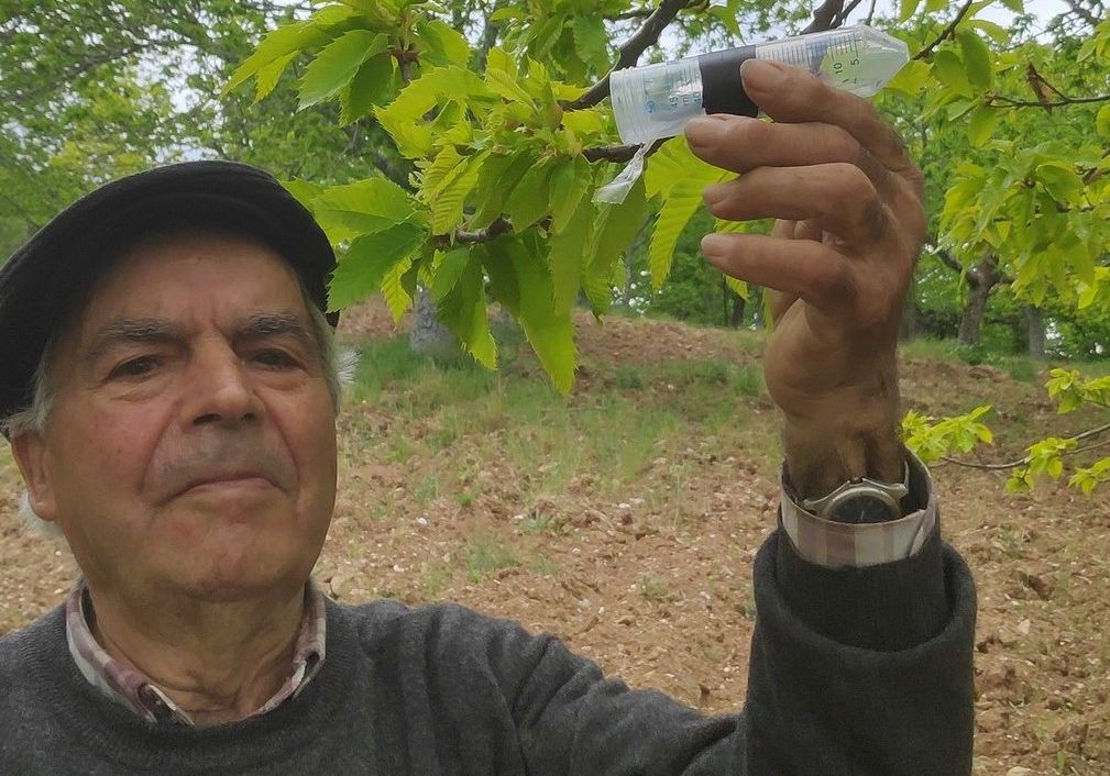 Alfandega da Fé realizou 12 largadas do parasitóide torymus sinensis