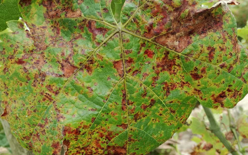 Ano de incertezas no Douro e de muitos tratamentos para manter vinha sã 