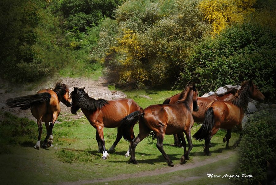 UTAD estuda papel dos cavalos garranos na prevenção de incêndios florestais