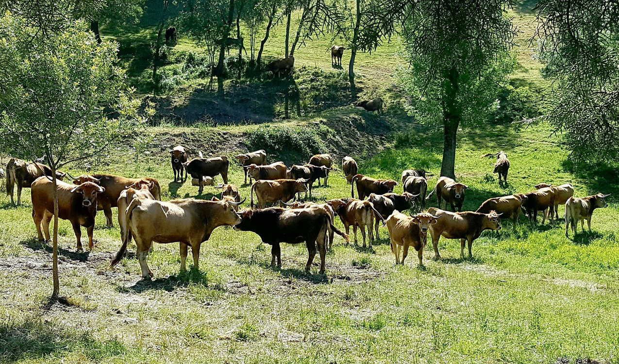 Cooperativa Mirandesa aliviada com o escoamento da carne de bovino