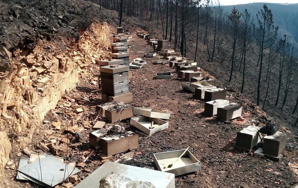 Anos consecutivos de baixas produções preocupam apicultores