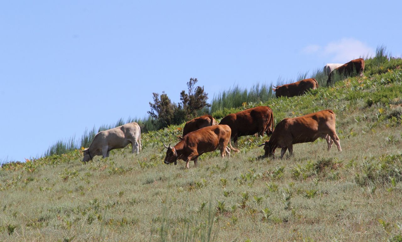 Montalegre diz que falta reconhecimento nacional ao Património Agrícola Mundial