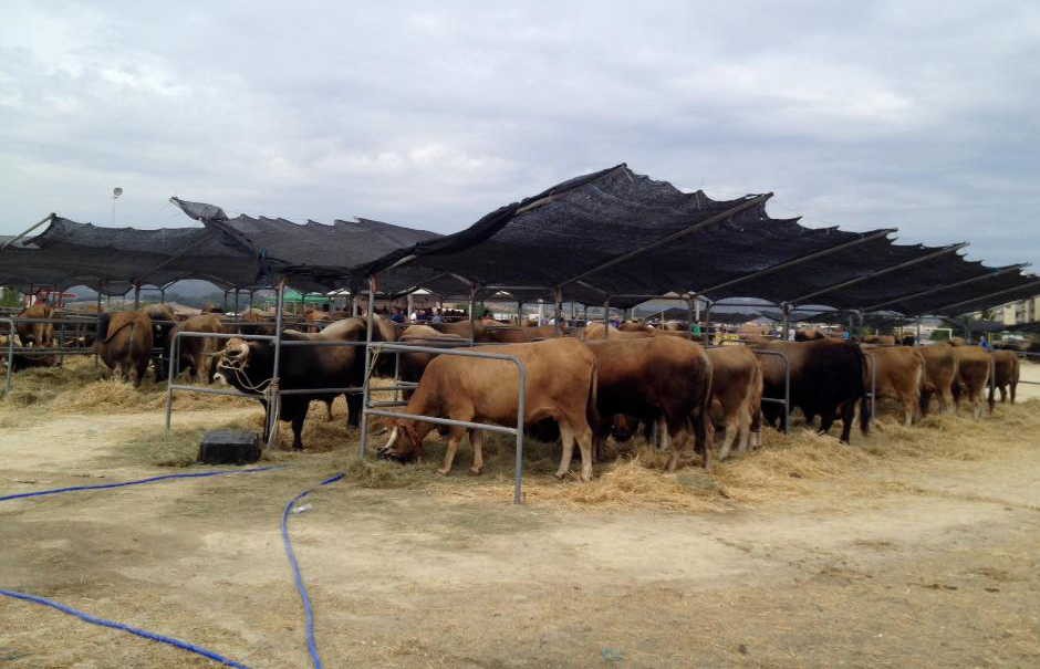 Cooperativa Mirandesa vive "pesadelo" por quebra na venda de carne