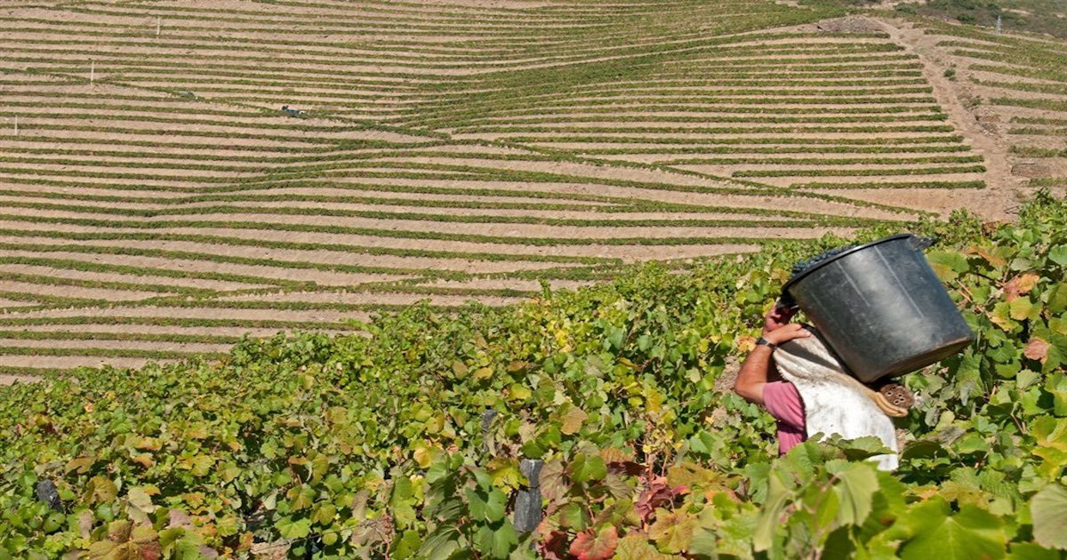 Viticultores do Douro preparam vindima de incertezas