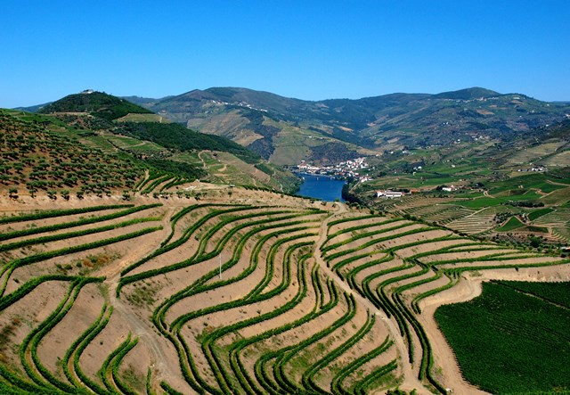 Douro aplicou 300 milhões de euros na reconversão da vinha em 10 anos