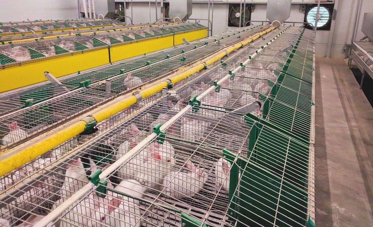 Espanha pede antecipação no fornecimento de coelho português