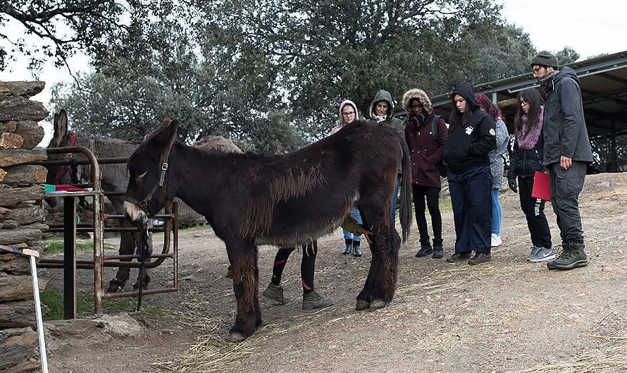 Inseminação artificial para preservar Burro de Miranda