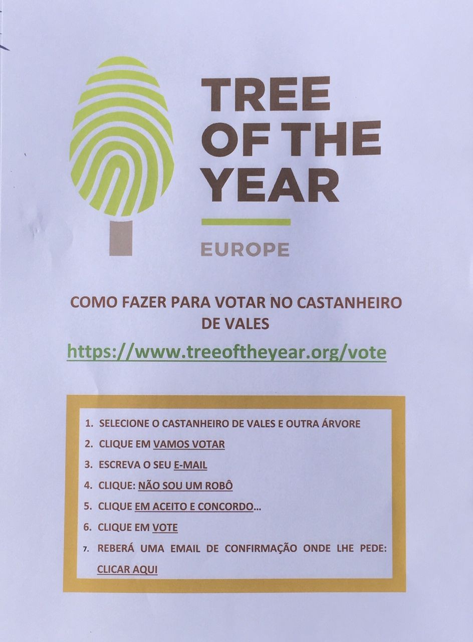 Castanheiro de Vales a árvore do ano 2020 em Portugal e vamos sonhar...