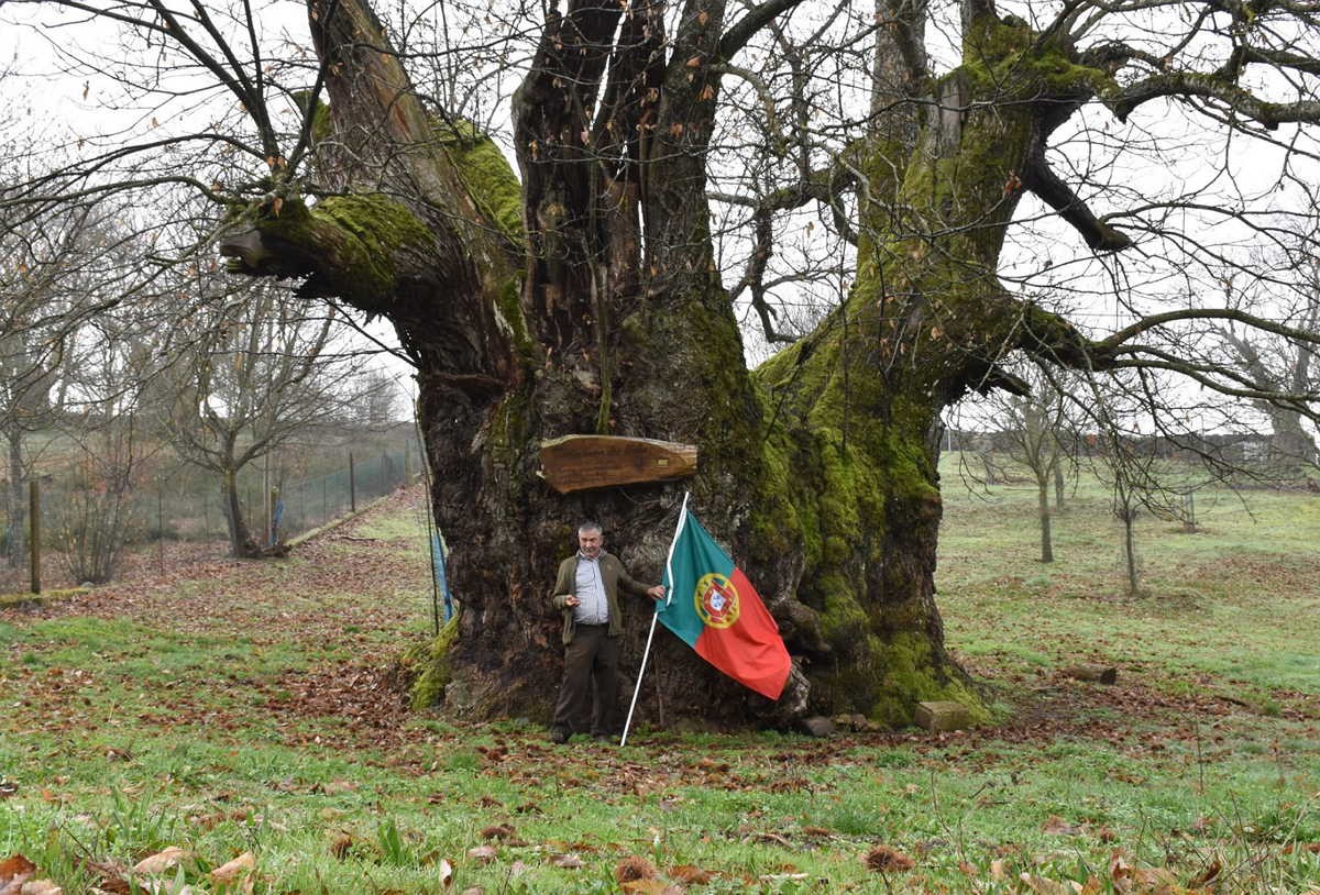 Castanheiro milenar é candidato a Árvore Europeia 2020