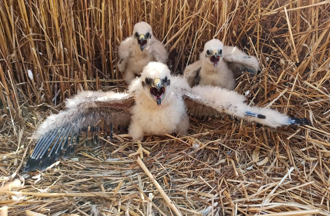 Projeto ambiental devolveu à natureza 15 juvenis de águia-caçadeira