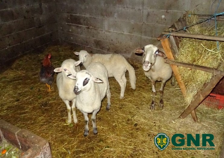 GNR recuperou ovelhas e aves furtadas