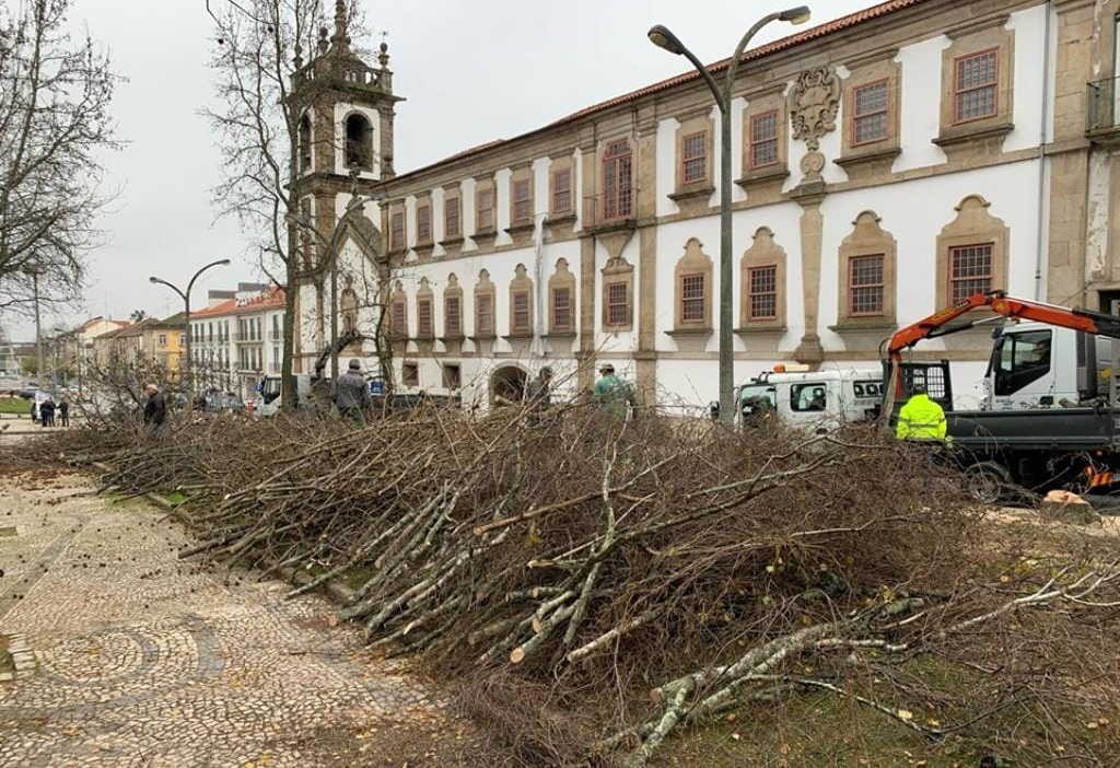 Intervenção e abate de árvores em avenida contestados em Vila Real