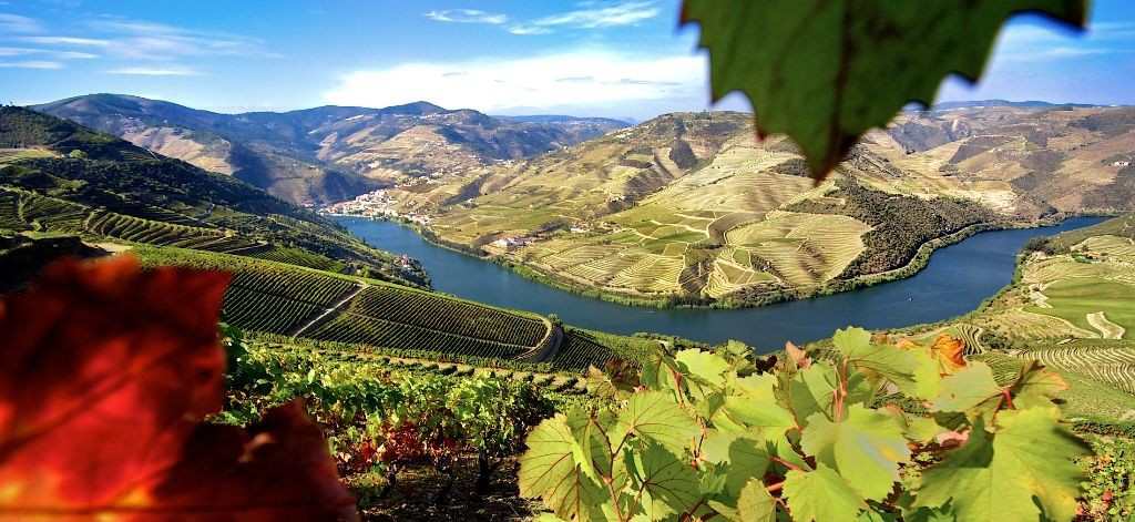 Produtores querem definição clara para classificar vinhas velhas no Douro