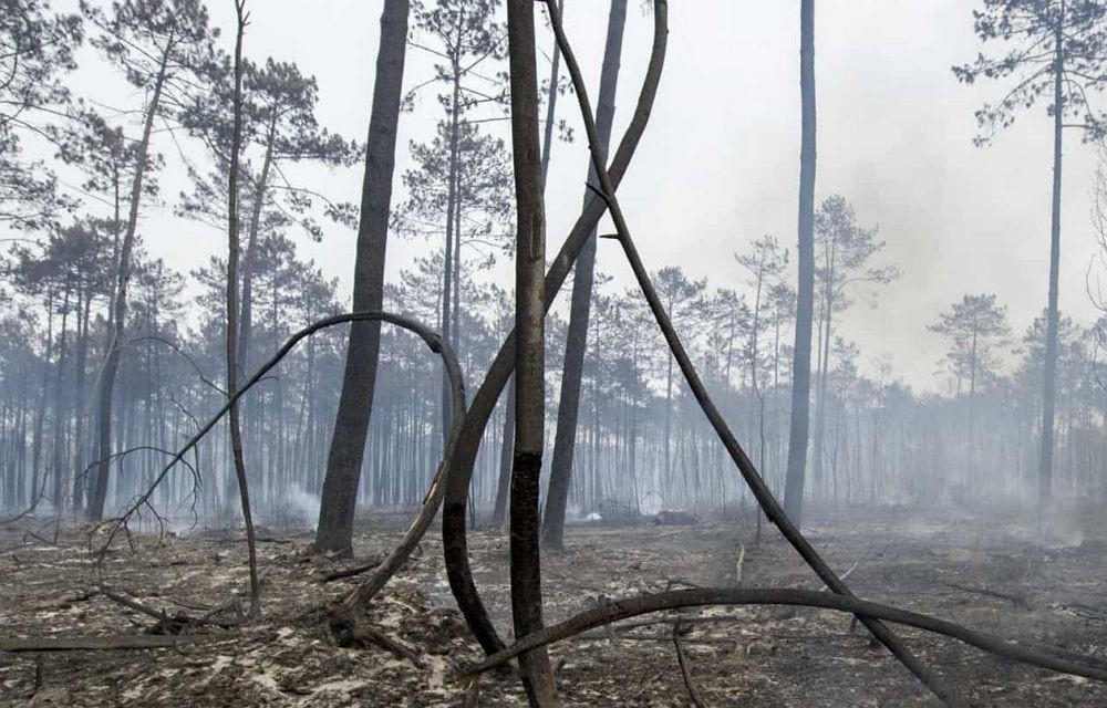 Após fogo de Murça produtores de castanha pedem ajuda para recomeçar