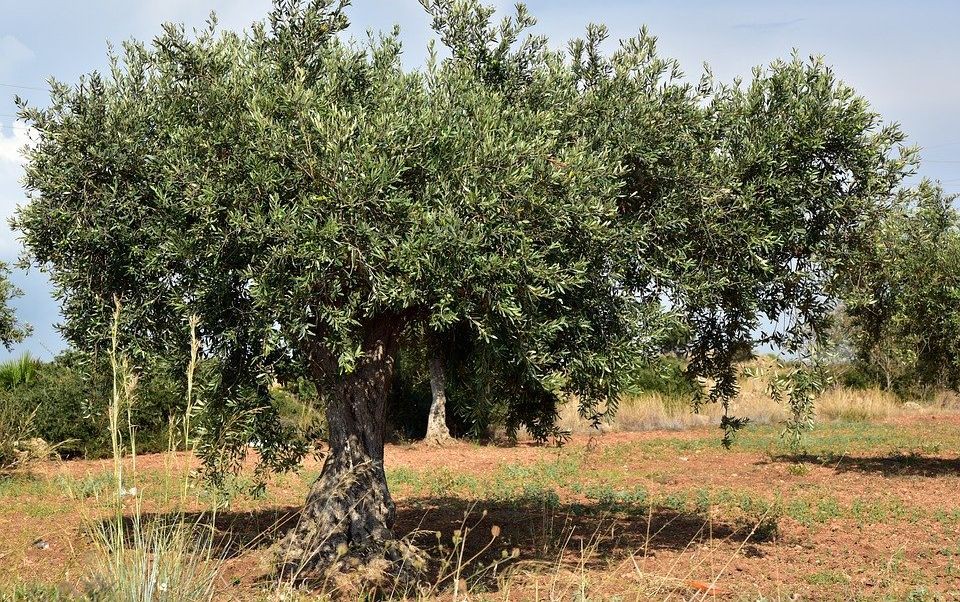 Setor do azeite vive “verdadeiro pesadelo” no Douro e Trás-os-Montes