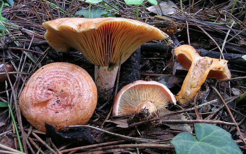 Vale Pradinhos prepara “maior açorda de cogumelos do mundo"