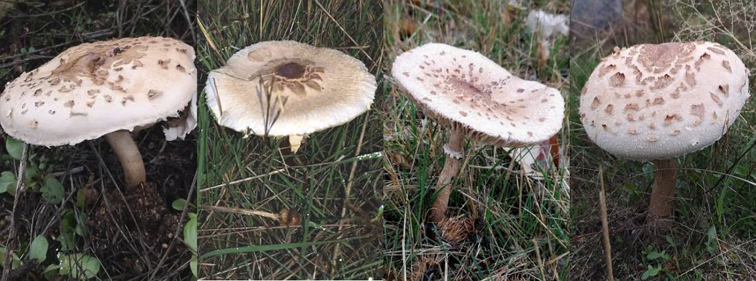 A Pantorra já identificou mais de 400 espécies de cogumelos