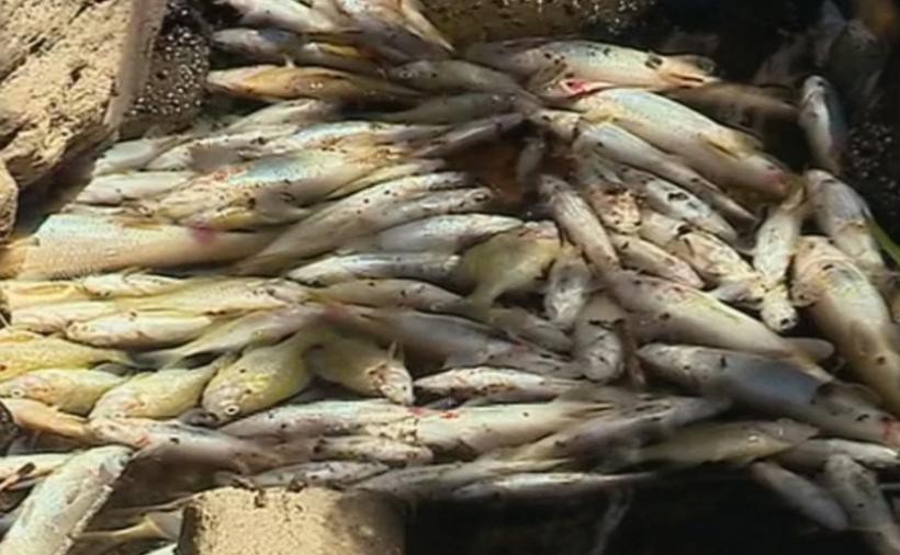 Proteção Civil retira centenas de peixes mortos em rio de Mirandela