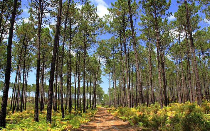 Agrupamento de Baldios permite gerir 15 mil hectares de área florestal