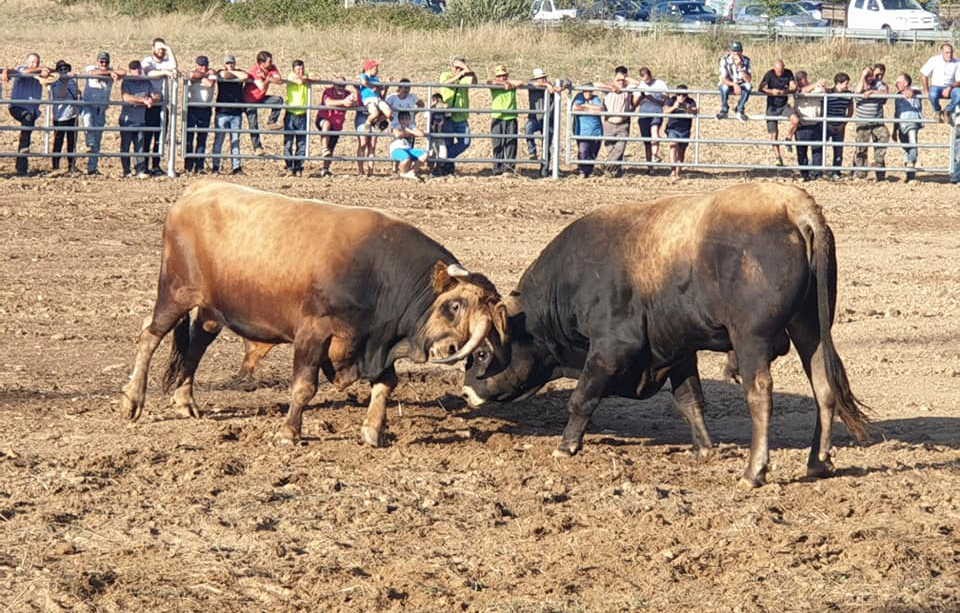 30.º concurso nacional de Raça Bovina Mirandesa 