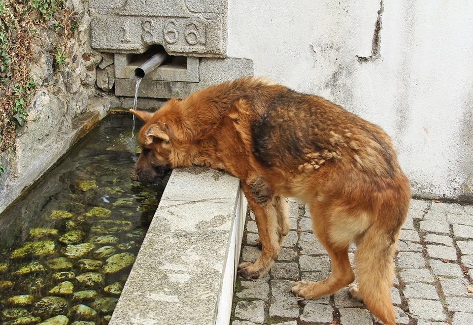 Três animais já mortos e um com sinais de maus tratos em canil de Vinhais