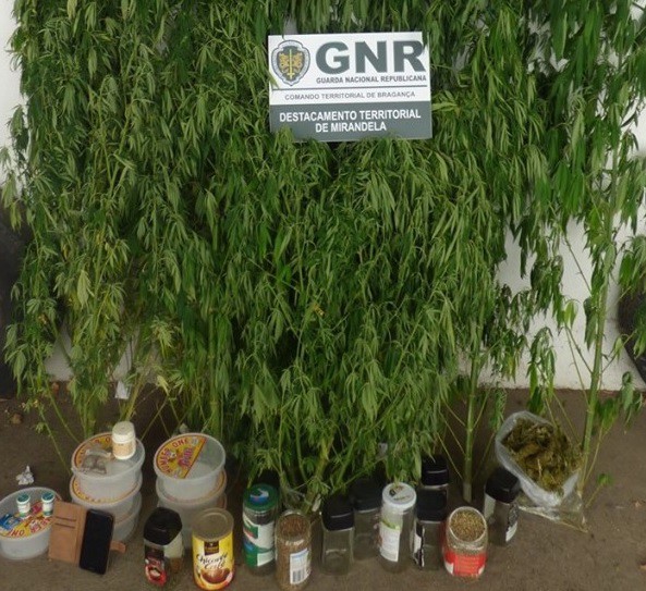 Detido um homem de 47 anos por ter plantação de cannabis