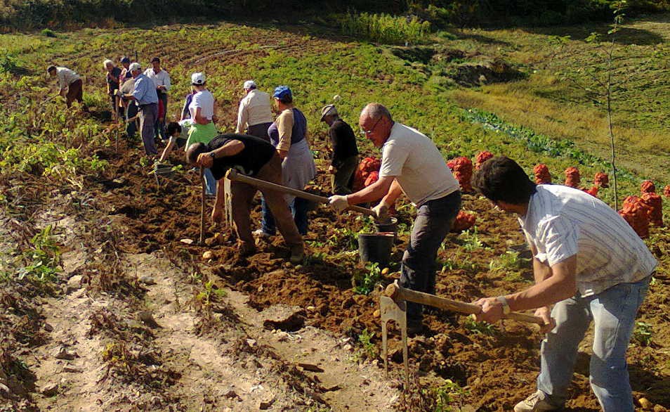 Apanha de batata solidária reverte para instituição de Vila Pouca de Aguiar