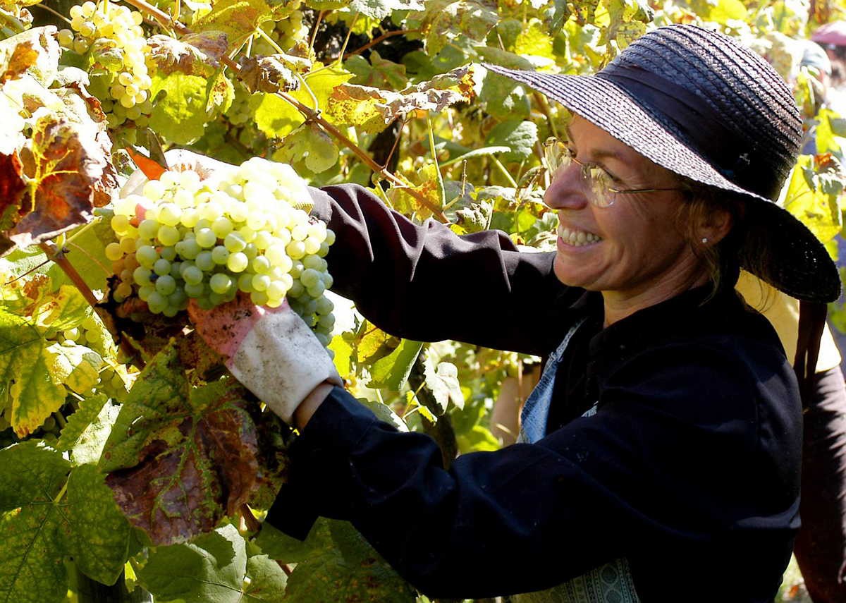 Produção de vinho deverá aumentar 10% este ano