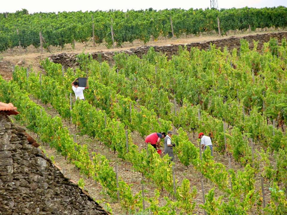 Pequenos e médios viticultores do Douro lamentam corte no benefício